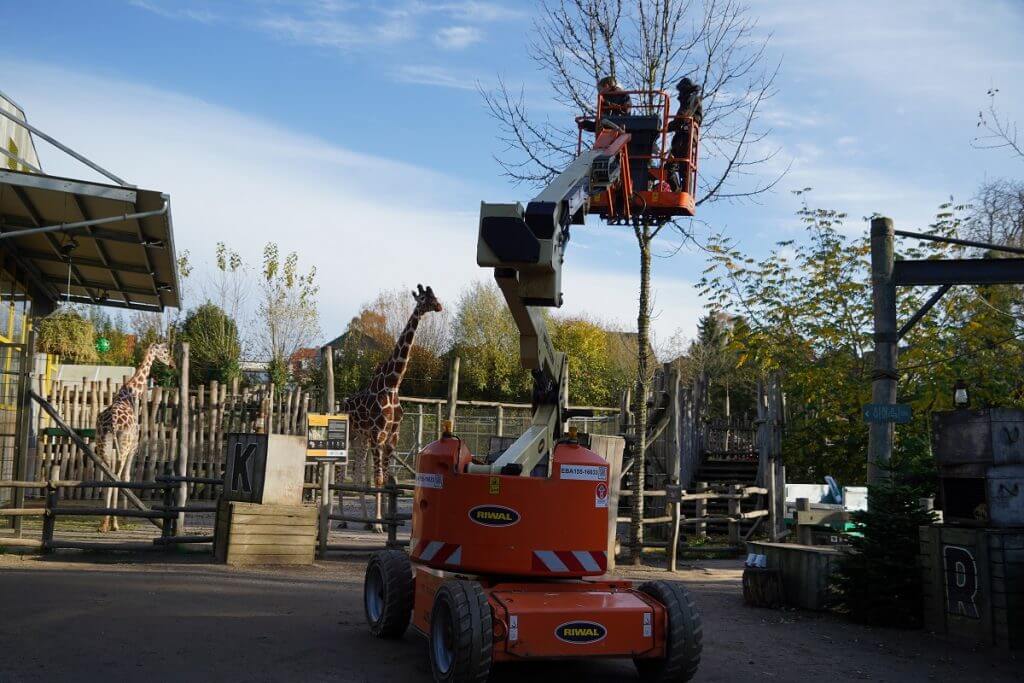 Riwal er sponsor i Odense Zoo. På billedet ses en elektrisk Riwal lift foran girafferne i Zoo.